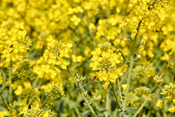 yellow field during rapeseed bloom at the end of May, bee pollinating flowers