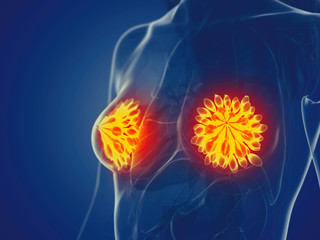 3d rendered medically accurate illustration of a womans mammary glands