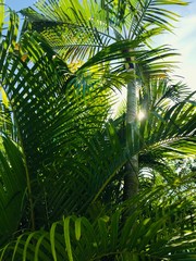 Obraz na płótnie Canvas Background image of close up palm tree leaves in florida