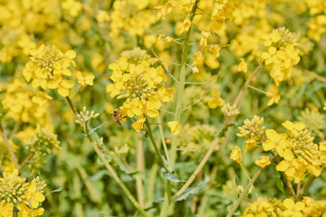 yellow field during rapeseed bloom at the end of May, bee pollinating flowers