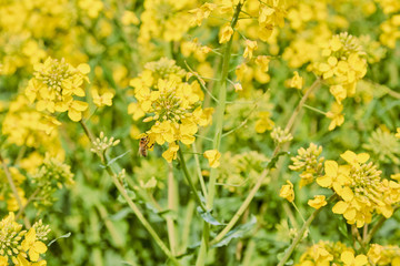 yellow field during rapeseed bloom at the end of May, bee pollinating flowers