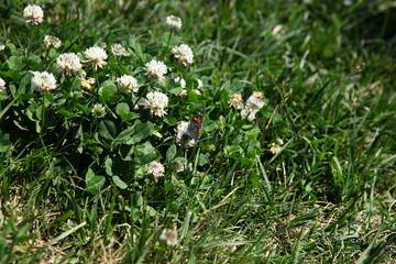 Summer landscape in the foreground meadow flowers with focus on a white butterfly on a flower