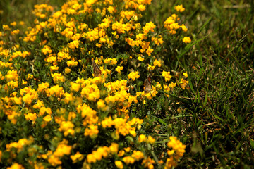Summer landscape in the foreground meadow flowers with focus on a white butterfly on a flower