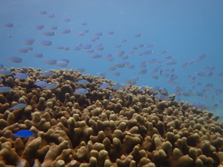 石垣島の海でシュノーケリング