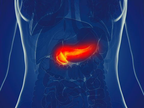 3d rendered medically accurate illustration of a womans pancreas