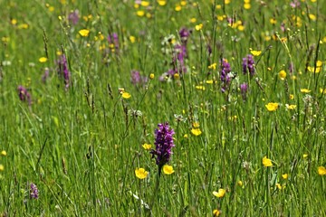 Breitblättriges Knabenkraut (Dactylorhiza majalis) am Meissner