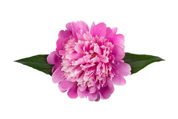 pink peony with leaves isolated on white background