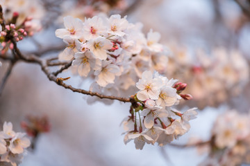 Sakura, Cherry Blossom flower in spring season