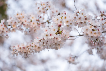 Sakura, Cherry Blossom flower in spring season