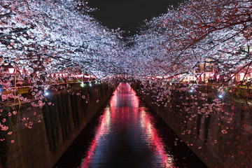 Sakura, Cherry Blossom flower with light at night in Meguro river, Tokyo, Japan
