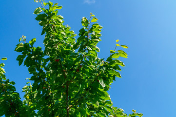 Albero di ciliegie a Giugno 2019