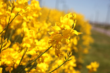 flowering of broom in spring, yellow flower flowering in spring 