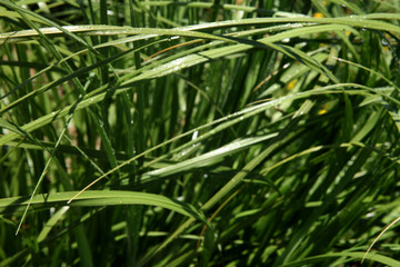 Fototapeta na wymiar Closeup of the green grass covered dew