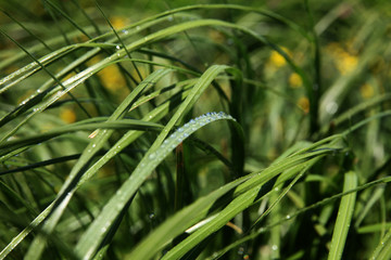 Closeup of the green grass covered dew