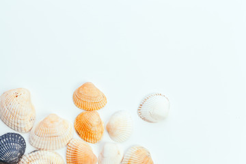 Fototapeta na wymiar shells isolated on white background