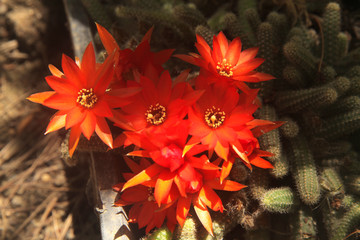 Flowers of Rats Tail cactus 