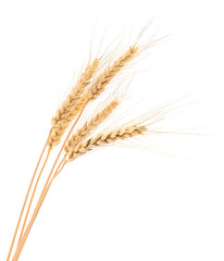 Fototapeta premium Wheat Bunch on white.