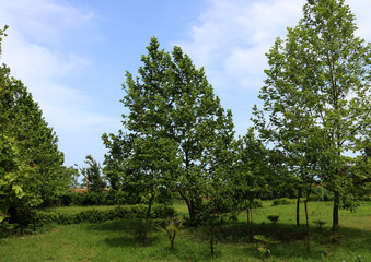 Beautiful green park. Nature background. Trees and green in the woods.