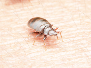 3d rendered illustration of a bedbug