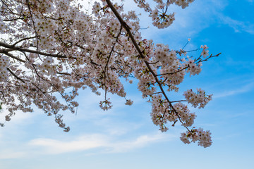  Sakura, Cherry Blossom flower in spring season
