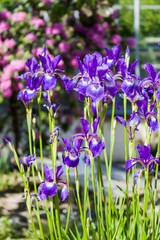 Naklejka premium Iris