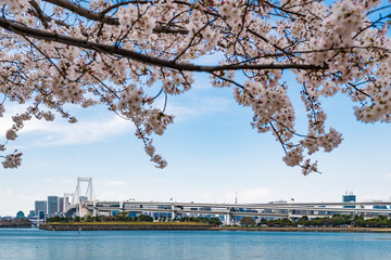 sakura flower with rainbow bridge in Odaiba, Tokyo, Japan