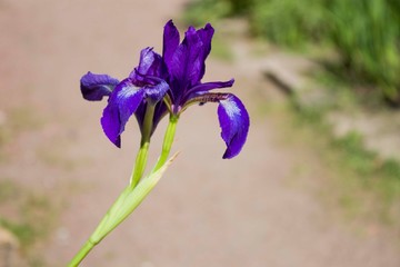 Iris