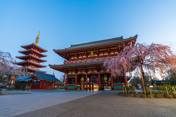 Fototapeta premium Świątynia Sensoji z wiosennym kwiatem wiśni rano, Tokio, Japonia