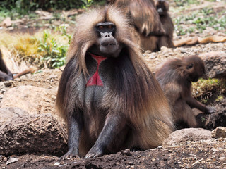 The male Gelada, Theropithecus gelada,  in Simien Mountains of Ethiopia