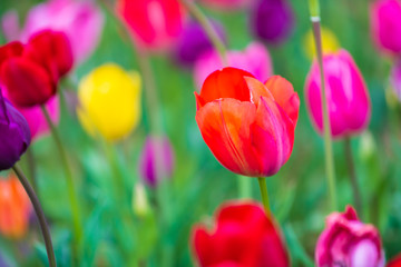 tulips bloom in the garden