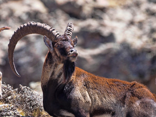 Capra walia, Walia ibex, is the rarest ibex, in the Simien Mountains of Ethiopia lives about 500 animals. - obrazy, fototapety, plakaty