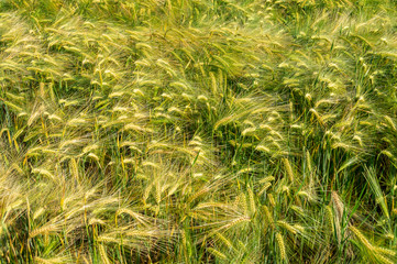 Campo d'orzo Giugno2019