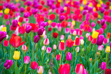 tulips bloom in the garden