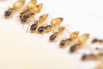 Tapinoma melanocephalum ghost ants feeding on spilt food in a kitchen in the tropics