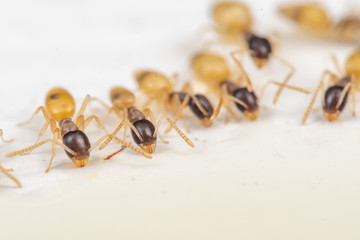 Tapinoma melanocephalum ghost ants feeding on spilt food in a kitchen in the tropics