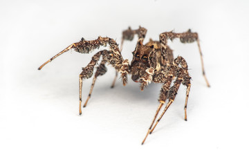 Portia fimbriata, the fringed jumping spider, one of the worlds most intellegent invertebrates, Daintree rainforest, Queensland, Australia
