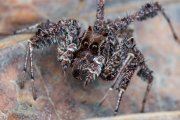 Portia fimbriata, the fringed jumping spider, one of the worlds most intellegent invertebrates, Daintree rainforest, Queensland, Australia
