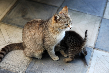 A cute baby cats drinking milk from her mother's breast