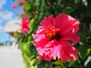 真っ赤なハイビスカスの花が太陽に向かって咲いているところ