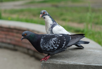 Two beautiful pigeons gray and white in the park
