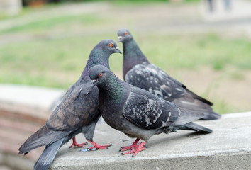 Three pigeons in the park in summer