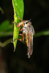 Large hairy robber fly (Asilidae) with prey
