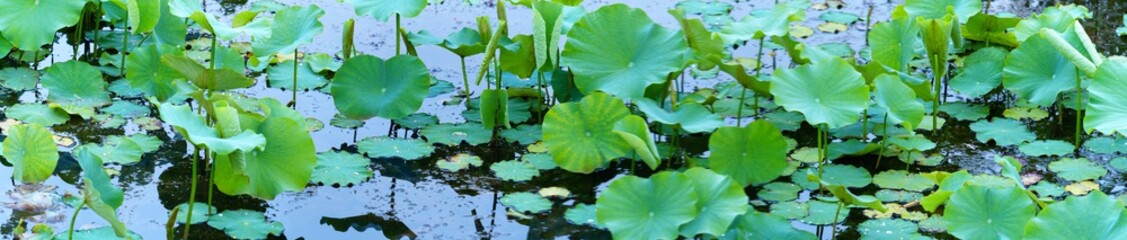 Panoramic view of  lotus leaf on pond background