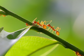 Small ants (Oecophylla smaragdina) climbing on branches.