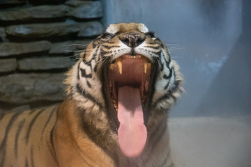 動物園で寝転ぶタイガー達
