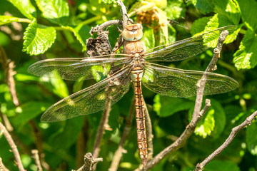 Dragonfly closeup in summer garden