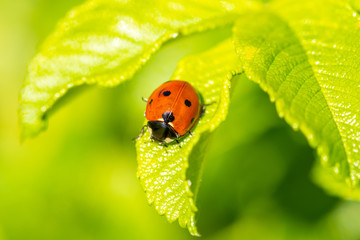 Ladybug on green leaf