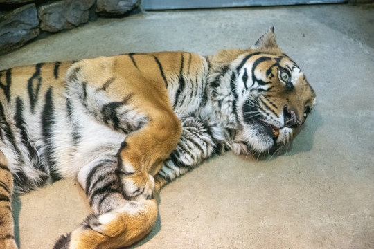 動物園で寝転ぶタイガー達