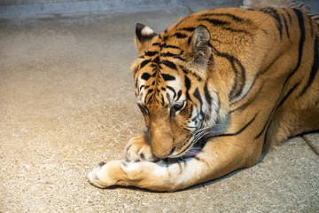 動物園で寝転ぶタイガー達