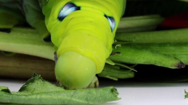 Oleander Hawk Moth Caterpillar (Daphnis nerii, Sphingidae), eat leaves of a plant.
